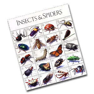 Insects & Spiders